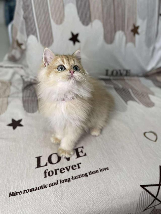 British Longhair WCF 3