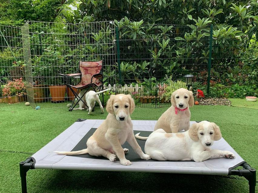 Saluki Puppies available WhatsApp me : +66 63 826 3042 รูปย่อยที่ 3