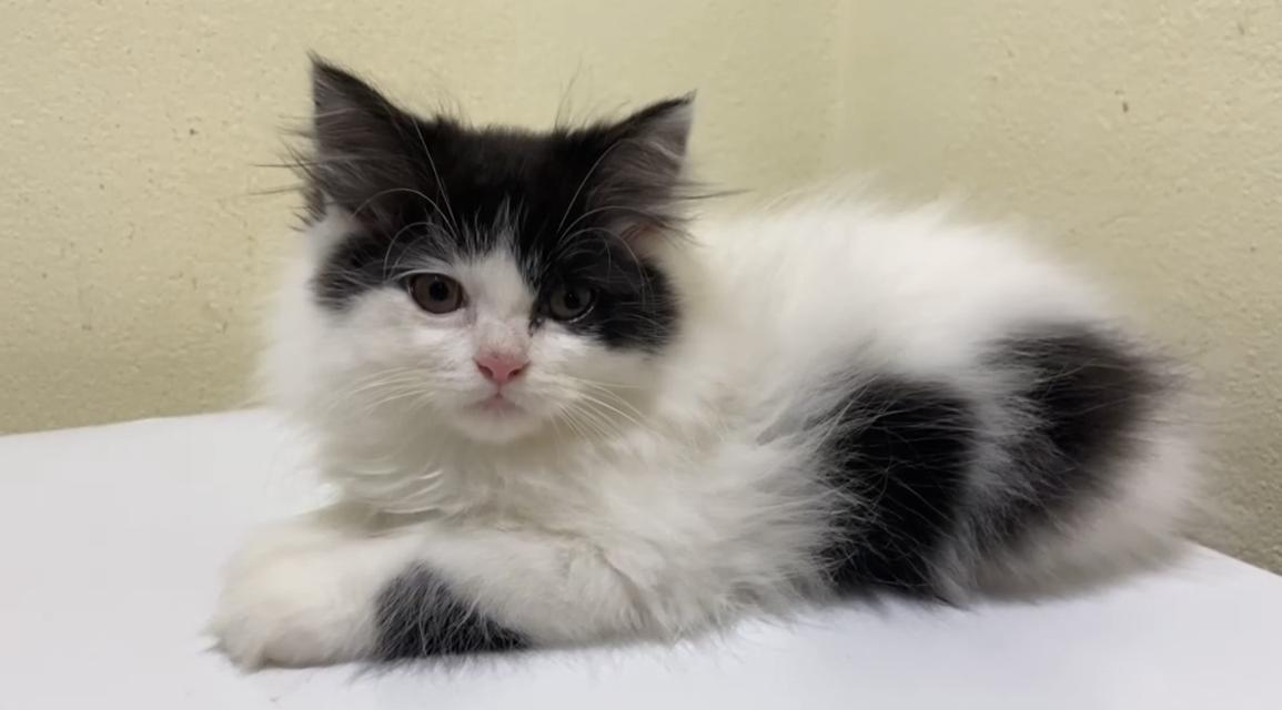 เด็กชายเปอร์เซีย อายุ 3 เดือน เจ้าแพนด้าน้อย รูปที่ 4