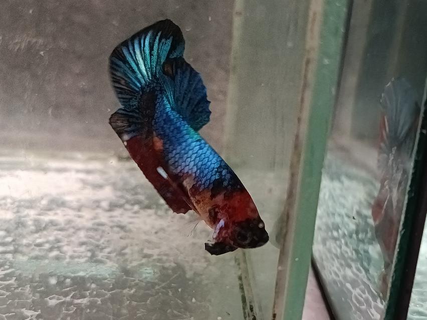 ปลากัดสวยงาม ทุกสายพันธุ์ รูปที่ 3