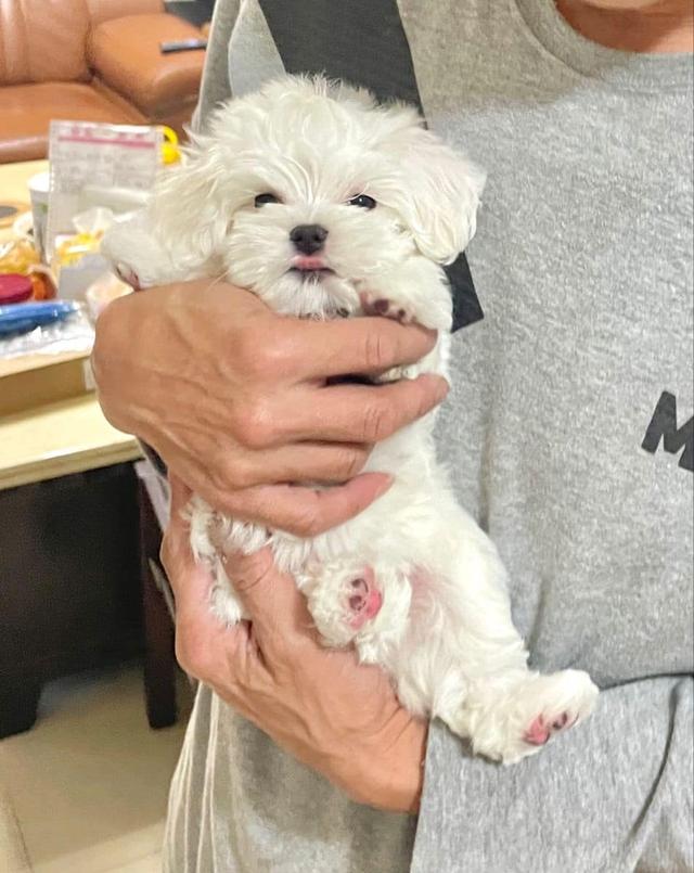 Teacup Maltese Puppies