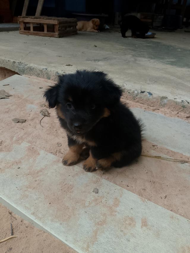 สัตว์เลี้ยง ลูกสุนัข ชิวาว่าผสมปอม