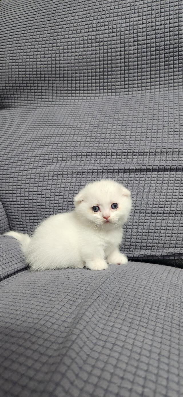 เด็กหญิงมัชน์กินหูพับ รูปที่ 5