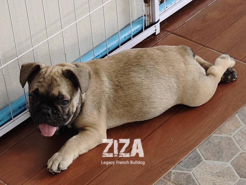ZIZA สุนัขเฟรนช์บูลด็อก 7