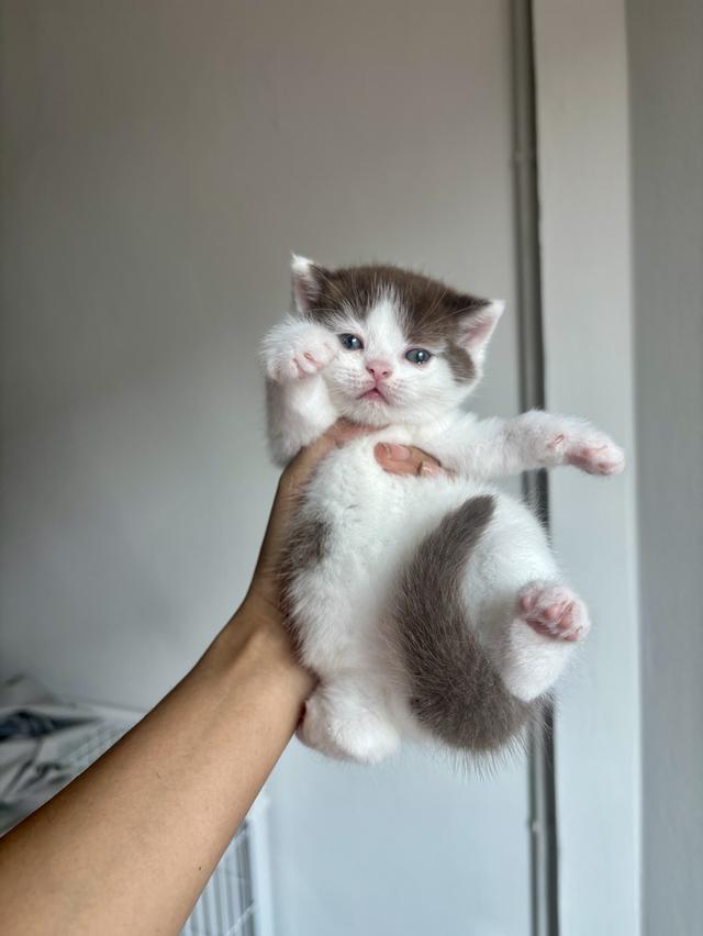 แมว มัชกิ้น munchkin ขาสั้น รูปที่ 2