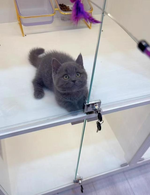 Munchkin เด็กหญิงหุ่นหมี 1