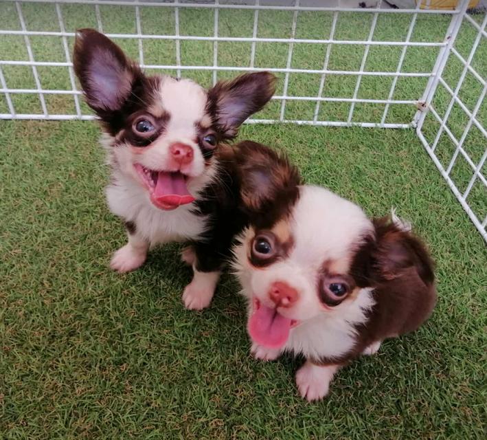 ชิวาว่าเเท้ขนยาว ชายล้วน พร้อมย้าย 2