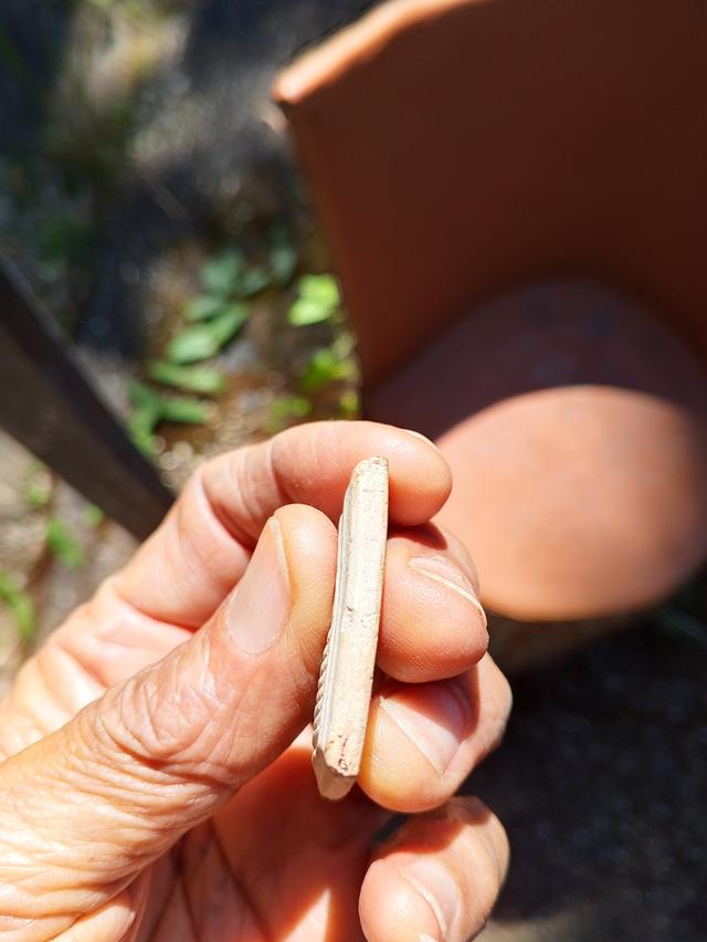 ให้เช่าพระสมเด็จเกศไชโยเจ็ดชั้น 6