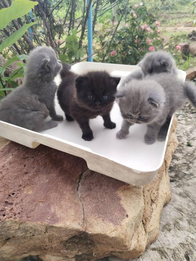 ขายน้องแมว สีเทาเพศผู้และเพศเมีย สีดำเพศเมีย บริชติสผสมเปอร์เซีย