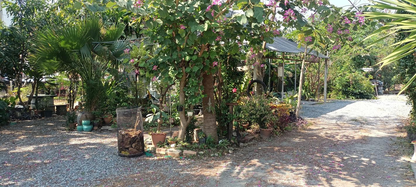 ให้เช่าที่ดินพร้อมโรงเรือน 202 ตรม. นนทบุรี 3