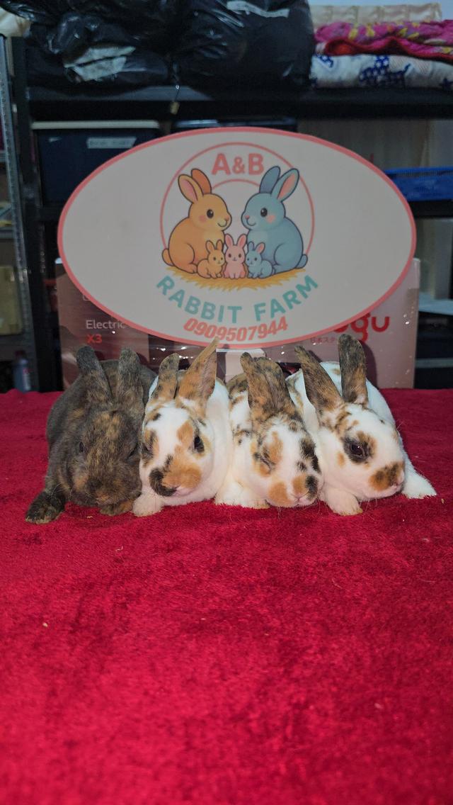 กระต่ายมินิเร็กซ์,ฮอลแลนด์ลอป,นิวซีแลนด์ไวท์ 15