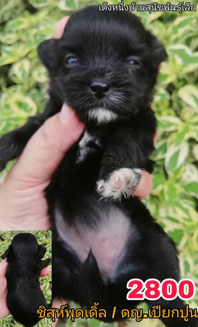 เปิดจอง ชิสุห์ผสม ปอม พุดเดิ้ล ชิวาว่า 9