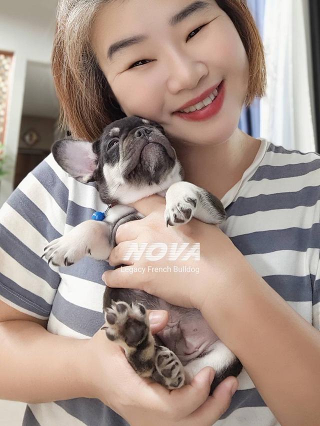 (ได้บ้านแล้ว) NOVA ลูกสุนัขเฟรนช์บูลด็อก