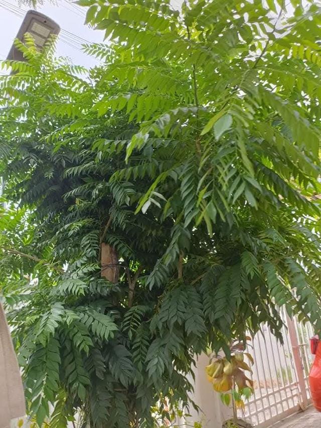 ใบหอมแขก ใบกะหรี่ ใบแแกง (curry leaves) รูปที่ 3