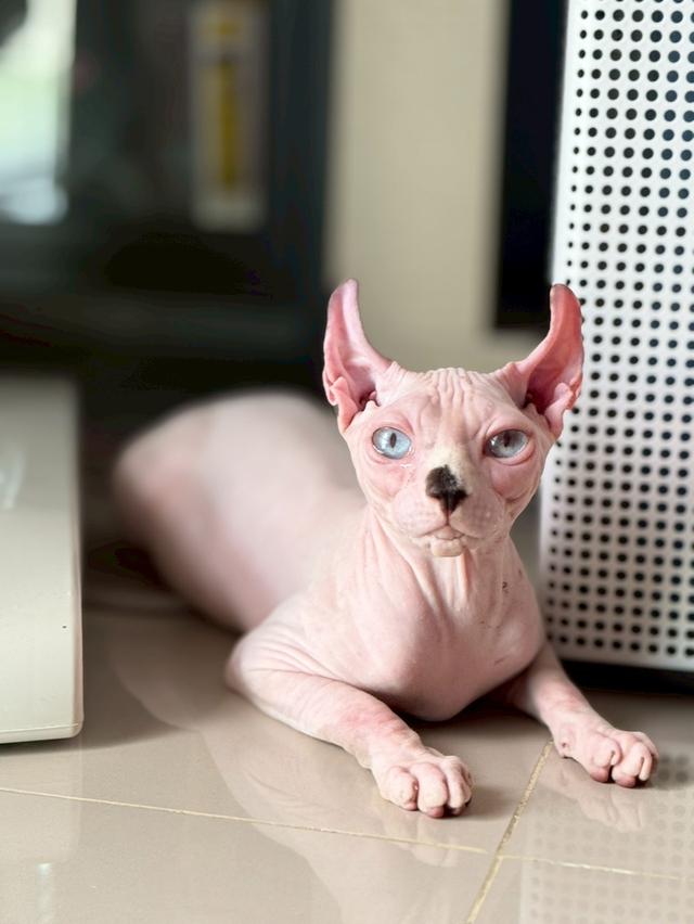 แมว สฟิงซ์ เพศเมีย Sphynx cat รูปที่ 1