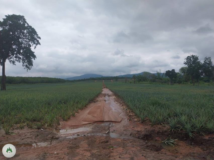 ขายที่ดินโฉนด สวนผึ้ง ไร่ละ 320,000 เนื้อที่ 61 ไร่ วิวเขาสุดสวย 6