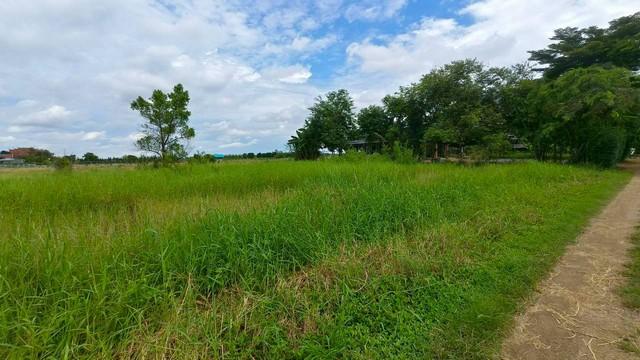 ขายที่ดิน คลอง7 หนองเสือ ปทุมธานี 2 ไร่ 65 ตรว ต.บึงชำอ้อ อ.หนองเสือ จ. ปทุมธานี 1