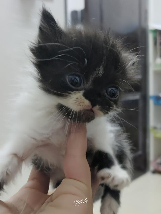 แมว พันธุ์เปอร์เซีย ราคาเบาๆ 4