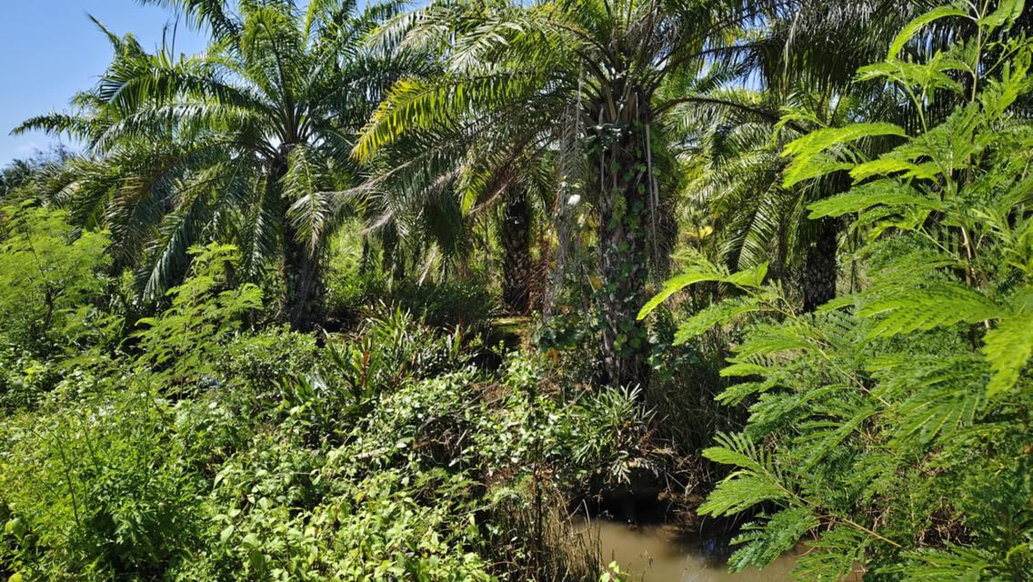 ที่ดิน 1ไร่ 1งาน 95000 บาท 3