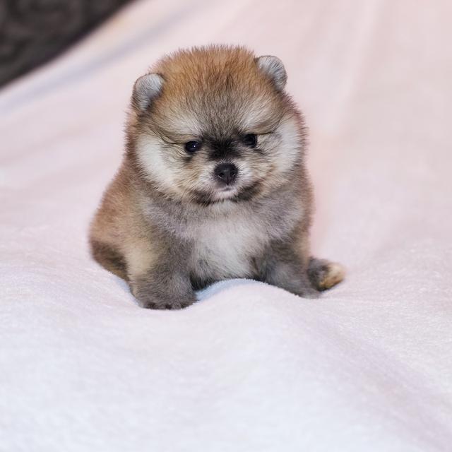 ปอมหมีเพศผู้สุดหล่อพันธุ์แท้พร้อมย้ายบ้าน