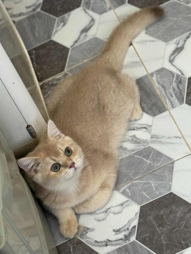 แมวบริติช เพดใบเพดwcf และรับนำเข้าแมวจาก ตปท.