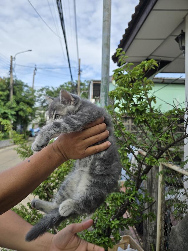 สก็อตติช โฟลด์ ปิด❌️🏠 รูปที่ 6