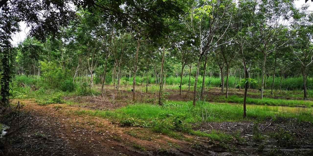 ขายสวนลำไย ยางพารา 136ไร่ สอยดาว จันทบุรี 7