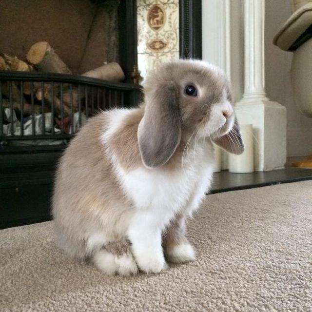 กระต่ายเฟรนซ์ลอป 5 เดือน