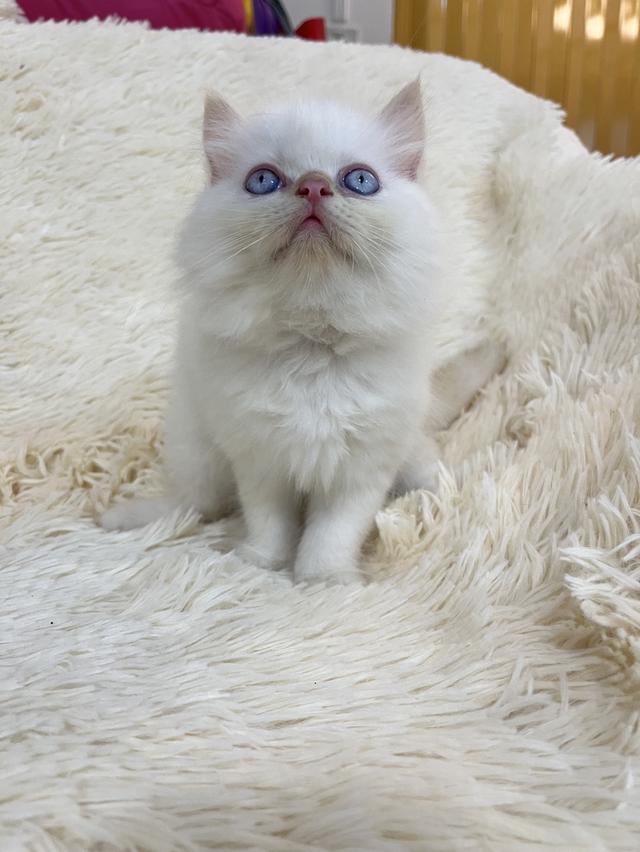 แมวเปอเซีย ดำขาว 🔥🔥🙂🙏 รูปที่ 12