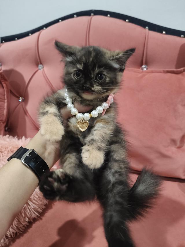 เด็กหญิง   พร้อมย้ายบ้าน🏡😍😻