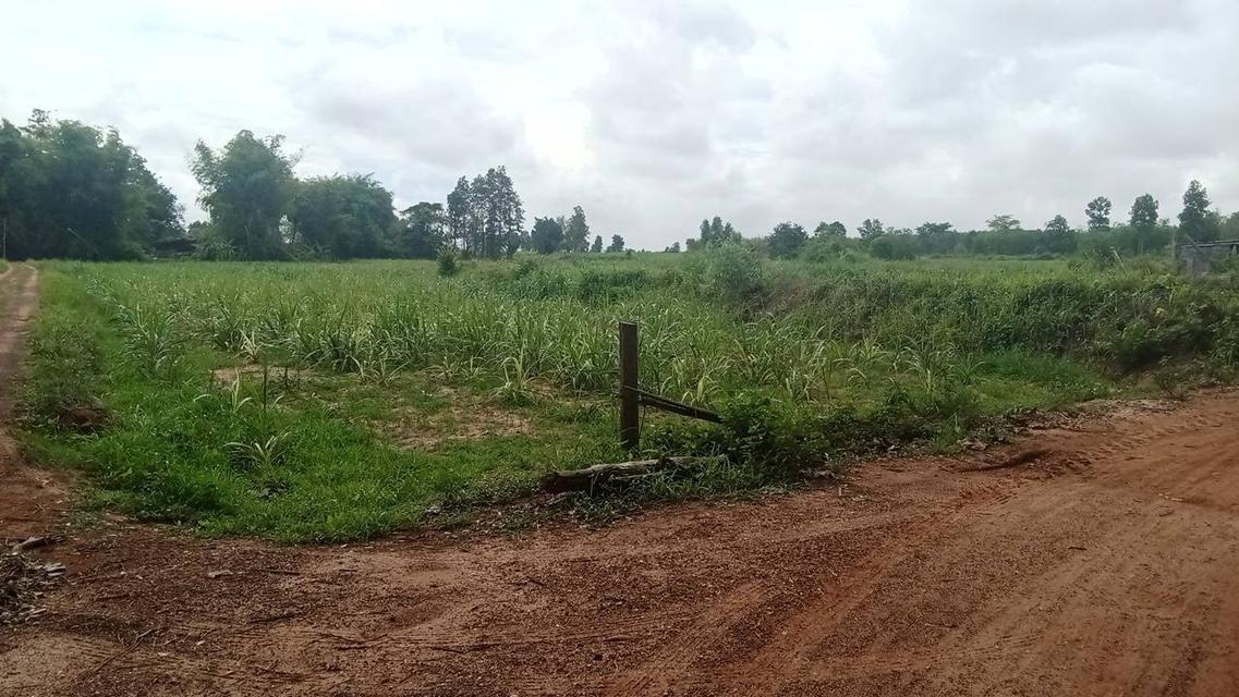 ขายด่วนมาก ที่ดินจังหวัดกาฬสินธุ์ 2