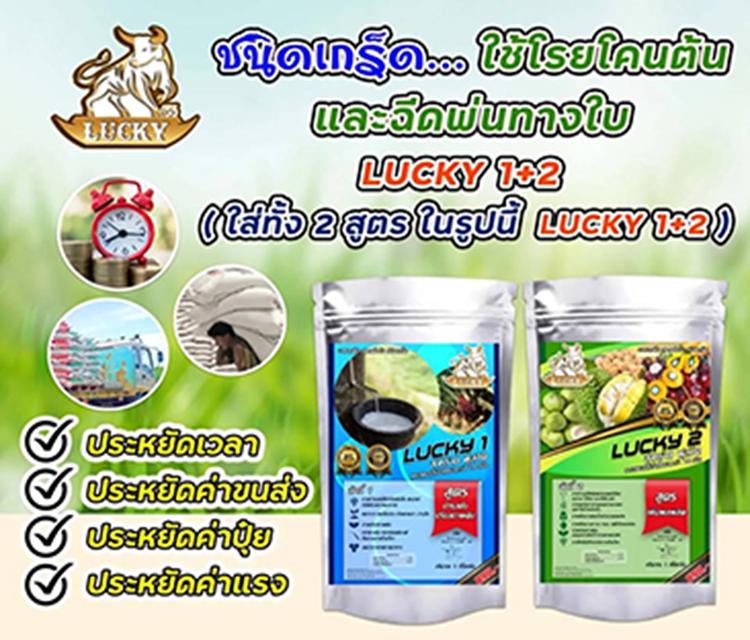 ลักกี้อาหารพืช สูตรเข้มข้น  12
