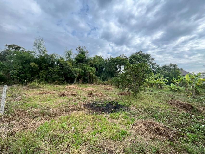 ขายที่ดินเปล่า ซอยท่ามะกอก หนองแค สระบุรี 3