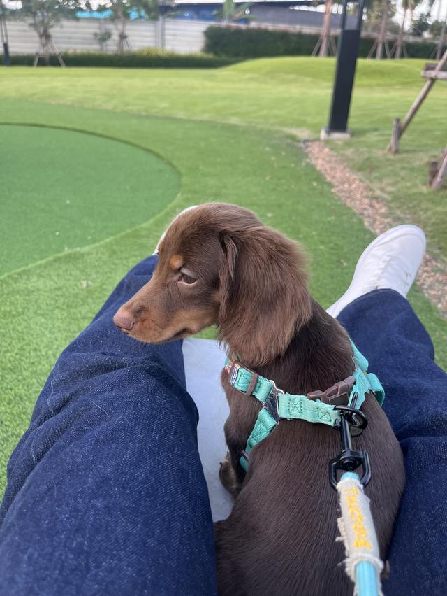 ดัชชุนมินิ brown tan  3