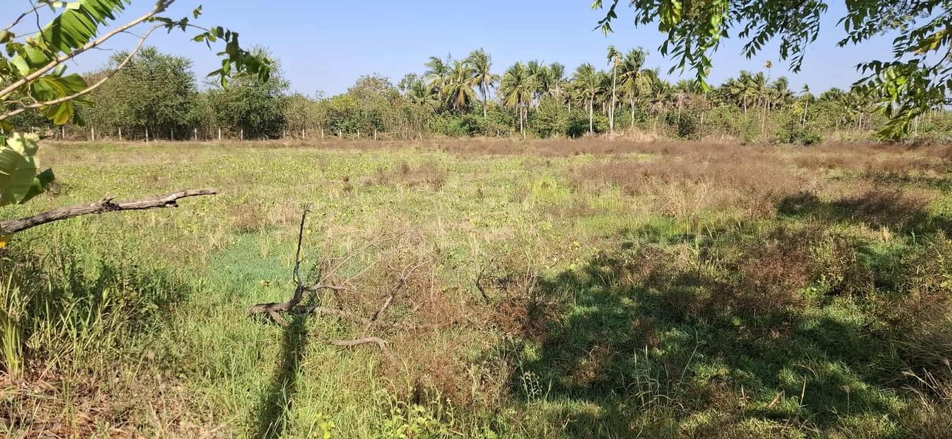 5 ไร่ ทางเข้าไทวัสดุ  โคราช บายพาส ปักธงชัย - จอหอ  9.8 ล้าน 11