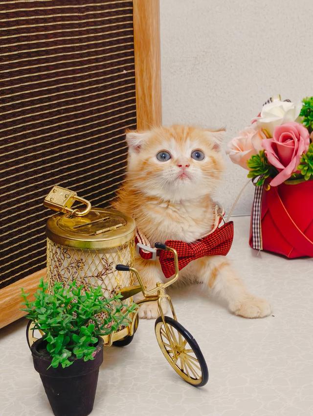 แมว scottish สีส้มหูพับ มีลายหัวใจข้างหลัง