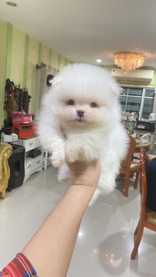 ลูกปอมแท้ อายุ50วัน อ้วนกลมฟู หมีๆ สีสวย ทรงสวย พร้อมย้ายบ้าน รูปที่ 5