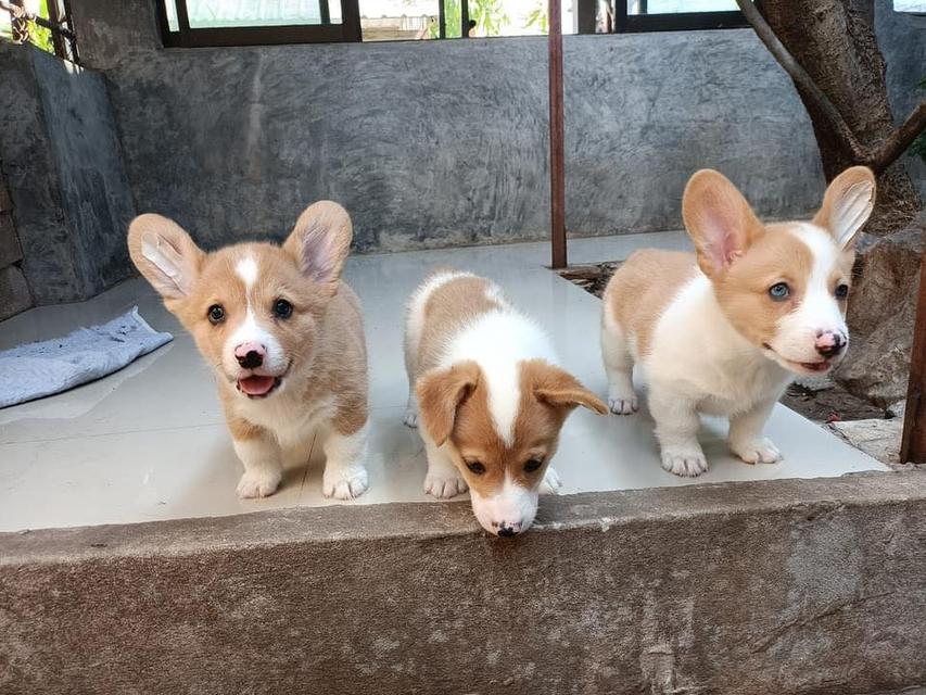 Welsh Corgi Puppies  WhatsApp me : +66 63 826 3042 รูปที่ 2