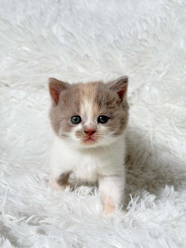 บริติชช็อตแฮร์ Lilac Tortie with white