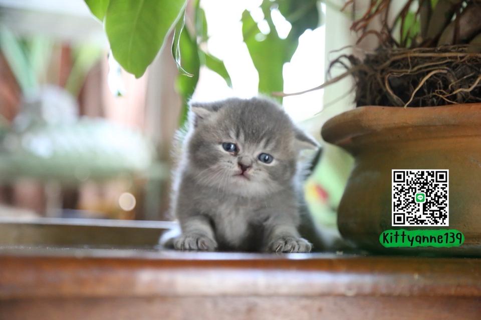 แมวเปอร์เซียผสมบริติช รูปที่ 15