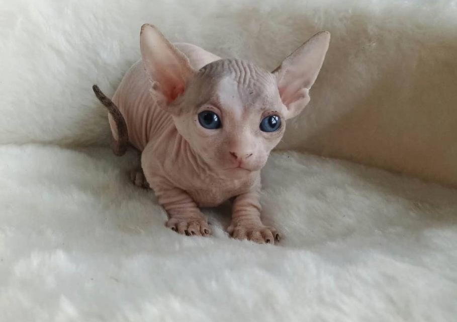 6.แมวแบมบิโน่ เพศผู้ Bambino Cat Male รูปที่ 7