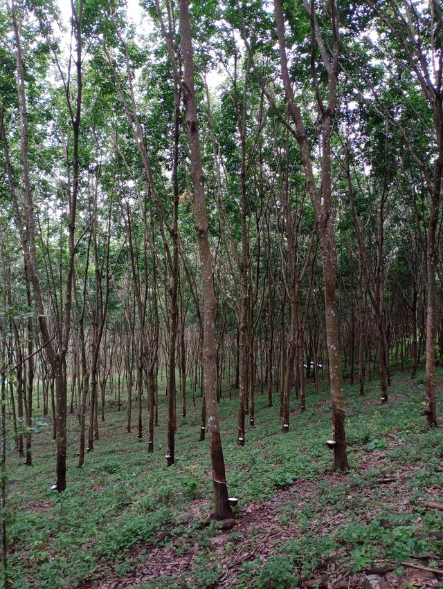 ที่ดิน อ.โป่งน้ำร้อน จ.จันทบุรี 19