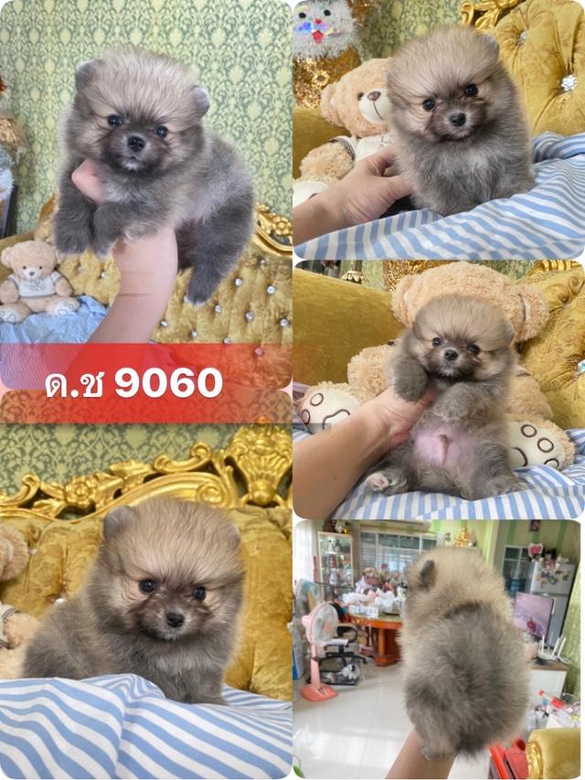 ลูกปอมเมอเรเนียนแท้ พร้อมย้ายบ้าน  2