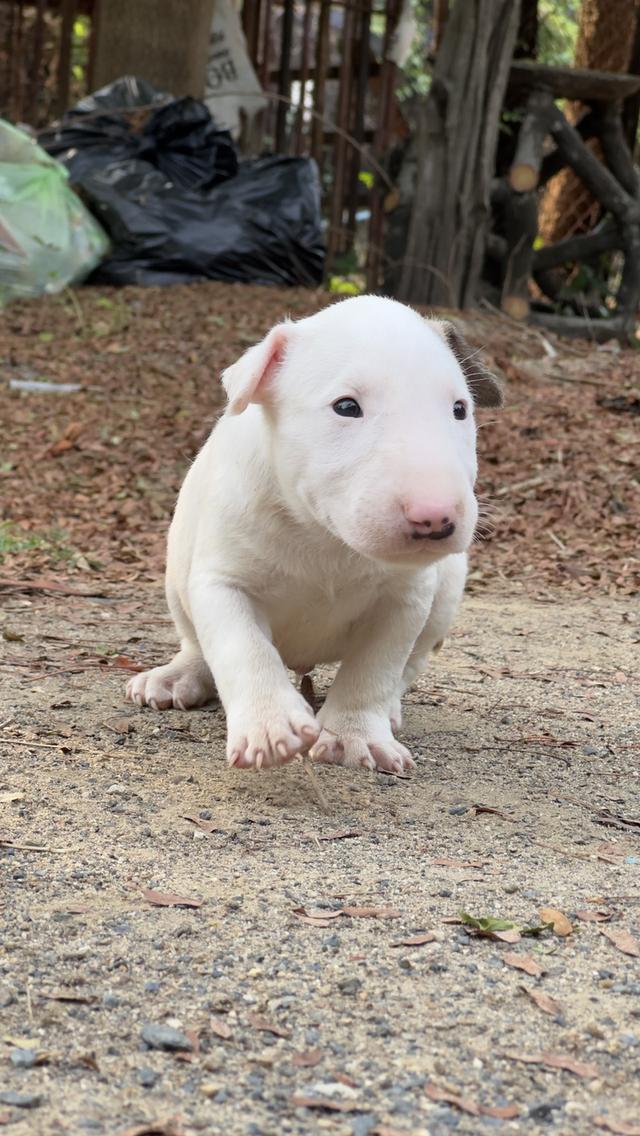 สุนัขบลูเทอเรีย Bullterrier std รูปที่ 11