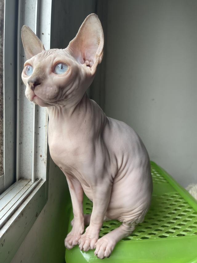 แมวสฟิงซ์เพศเมีย 5เดือน ฉีดวัคซีนแล้ว มาดูได้ที่ลาดกระบัง 4