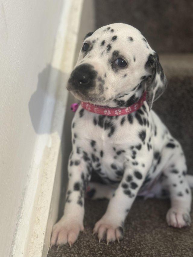 dalmatian puppies  WhatsApp me : +66 63 826 3042 รูปที่ 2
