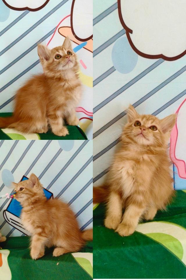 เปอร์เซียน้องผสมแบ่งเลี้ยง รูปย่อยที่ 4