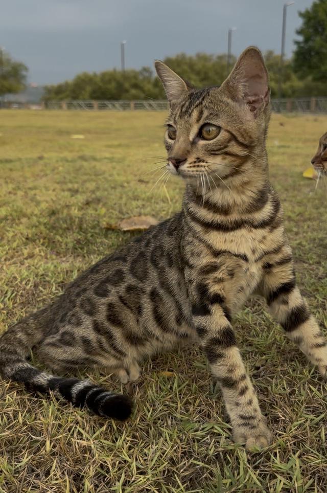 เบงกอลแท้ สายพันธุ์แท้