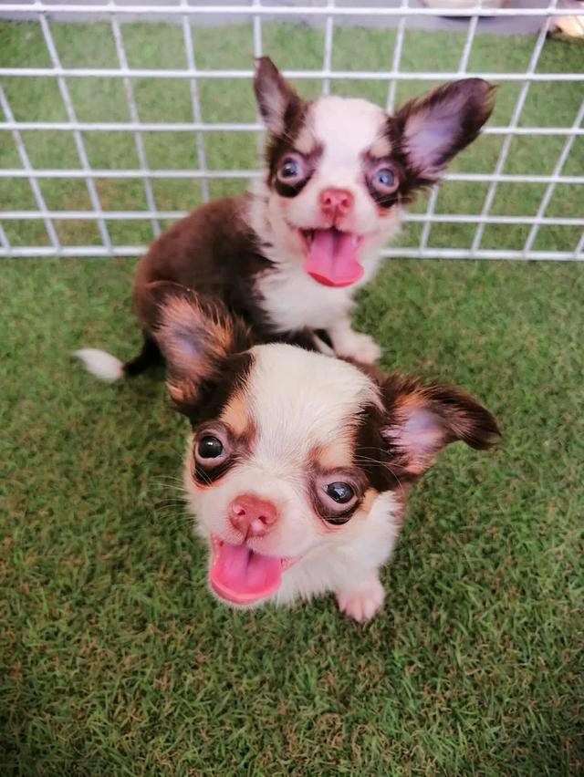 ชิวาว่าเเท้ขนยาว ชายล้วน พร้อมย้าย 13