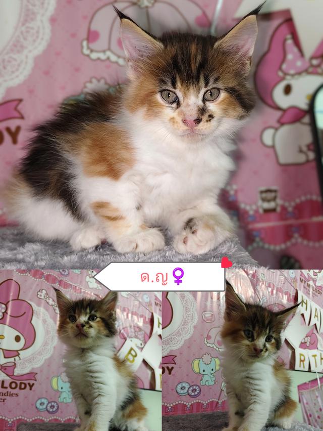 แมวเมนคูนพร้อมย้ายบ้าน หาผู้ปกครองค่ะ 4